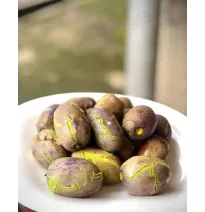 Atangas con tubérculos